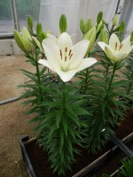 [5109 Scansano VH No02.JPG]